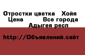 Отростки цветка  “Хойя“ › Цена ­ 300 - Все города  »    . Адыгея респ.